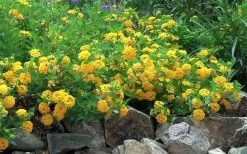 New Gold Hardy Lantana - 5 Pack Of Quart Pots -Garden & Outdoor Sale Shop Picture Lantana Trailing New Gold 2