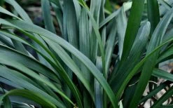 Big Blue Liriope (Lily Turf) - 1 Gallon Pot -Garden & Outdoor Sale Shop Picture Liriope Big Blue 7