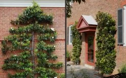 Little Gem Dwarf Southern Magnolia - 3 Gallon Pot (1.5-2.5') 15 Little Gem Dwarf Southern Magnolia - 3 Gallon Pot (1.5-2.5') -Garden & Outdoor Sale Shop Picture Magnolia Little Gem Espalier 2