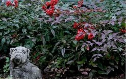 Harbor Belle Dwarf Nandina - 6 Pack Of 1 Gallon Pots -Garden & Outdoor Sale Shop Picture Nandina Harbor Belle 1 1