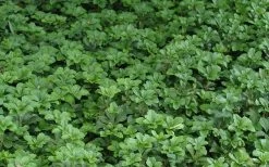 Pachysandra - Japanese Spurge - 18 Count Flat Of Pint Pots -Garden & Outdoor Sale Shop Picture Pachysandra 2