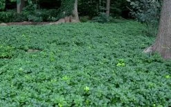 Pachysandra - Japanese Spurge - 18 Count Flat Of Pint Pots -Garden & Outdoor Sale Shop Picture Pachysandra 3