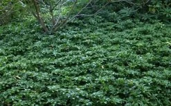 Pachysandra - Japanese Spurge - 18 Count Flat Of Pint Pots -Garden & Outdoor Sale Shop Picture Pachysandra 4