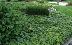 Pachysandra - Japanese Spurge - 18 Count Flat Of Pint Pots -Garden & Outdoor Sale Shop Picture Pachysandra Terminalis