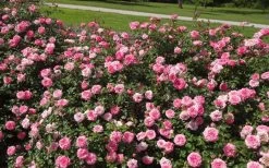 Sweet Drift Groundcover Rose - 2 Gallon Pot -Garden & Outdoor Sale Shop Picture Rose Drift Sweet 1