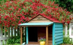 Red Cascade Miniature Climbing Rose - 2.5 Quart Pot 15 Red Cascade Miniature Climbing Rose - 2.5 Quart Pot -Garden & Outdoor Sale Shop Picture Rose Red Cascade 1