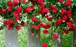 Red Cascade Miniature Climbing Rose - 2.5 Quart Pot 19 Red Cascade Miniature Climbing Rose - 2.5 Quart Pot -Garden & Outdoor Sale Shop Picture Rose Red Cascade 11