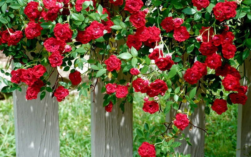 Red Cascade Miniature Climbing Rose - 2.5 Quart Pot 10 Red Cascade Miniature Climbing Rose - 2.5 Quart Pot - Image 8