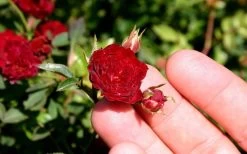 Red Cascade Miniature Climbing Rose - 2.5 Quart Pot 17 Red Cascade Miniature Climbing Rose - 2.5 Quart Pot -Garden & Outdoor Sale Shop Picture Rose Red Cascade 5