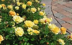 Sunrosa Yellow Dwarf Shrub Rose - 1 Gallon Pot 11 Sunrosa Yellow Dwarf Shrub Rose - 1 Gallon Pot -Garden & Outdoor Sale Shop Picture Rose Sunrosa Yellow