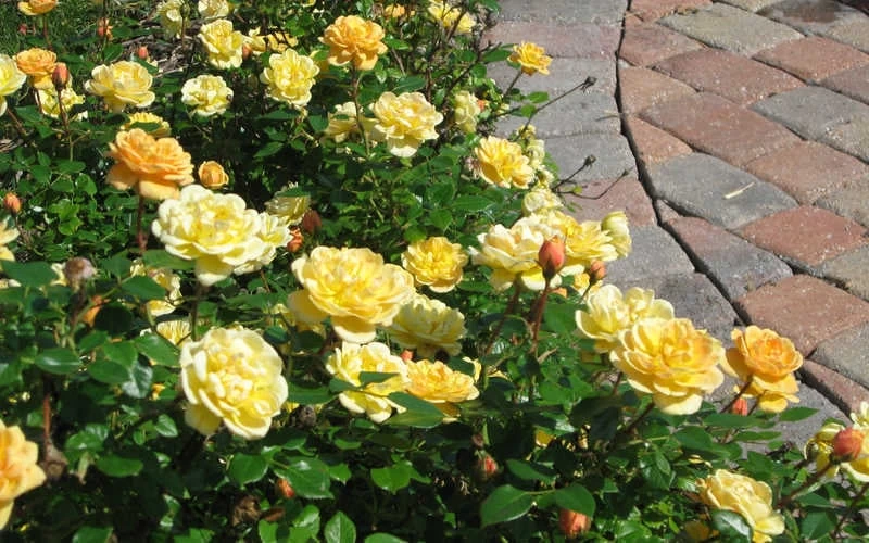 Sunrosa Yellow Dwarf Shrub Rose - 1 Gallon Pot 6 Sunrosa Yellow Dwarf Shrub Rose - 1 Gallon Pot - Image 4