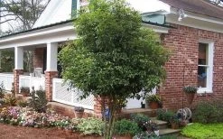 Fragrant White Tea Olive - 7 Gallon Pot (5-6') -Garden & Outdoor Sale Shop Picture Tea Olive Tree