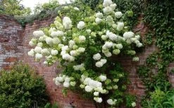 Chinese Snowball Viburnum Bush - 7 Gallon Pot (3-4') -Garden & Outdoor Sale Shop Picture Viburnum Chinese Snowball Espalier 1