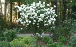 Chinese Snowball Viburnum Bush - 7 Gallon Pot (2-3') 16 Chinese Snowball Viburnum Bush - 7 Gallon Pot (2-3') -Garden & Outdoor Sale Shop Picture Viburnum Chinese Snowball Tree 1