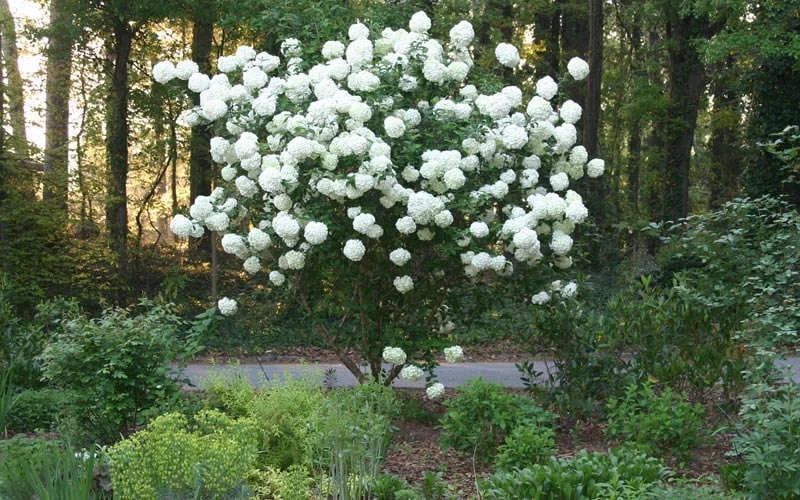 Chinese Snowball Viburnum Bush - 7 Gallon Pot (2-3') 9 Chinese Snowball Viburnum Bush - 7 Gallon Pot (2-3') - Image 7