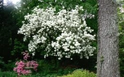 Chinese Snowball Viburnum Bush - 7 Gallon Pot (2-3') 17 Chinese Snowball Viburnum Bush - 7 Gallon Pot (2-3') -Garden & Outdoor Sale Shop Picture Viburnum Chinese Snowball Tree 2