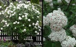 Fragrant Snowball Viburnum Carlecephalum - 3 Gallon Pot 12 Fragrant Snowball Viburnum Carlecephalum - 3 Gallon Pot -Garden & Outdoor Sale Shop Picture Viburnum Fragrant Snowball 4