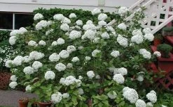 Fragrant Snowball Viburnum Carlecephalum - 3 Gallon Pot 14 Fragrant Snowball Viburnum Carlecephalum - 3 Gallon Pot -Garden & Outdoor Sale Shop Picture Viburnum Fragrant Snowball Carlcephalum 2