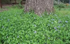 Evergreen Periwinkle (Vinca Minor) - 10 Count Flat Of Pint Pots -Garden & Outdoor Sale Shop Picture Vinca Minor Around tree