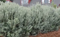 Pineapple Guava - Feijoa Sellowiana - 3 Gallon Pot -Garden & Outdoor Sale Shop Pineapple Guava Hedge 1