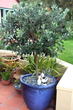 Pineapple Guava - Feijoa Sellowiana - 3 Gallon Pot -Garden & Outdoor Sale Shop Pineapple Guava In Pot 500x750 1