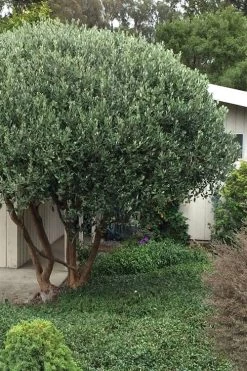 Pineapple Guava - Feijoa Sellowiana - 3 Gallon Pot -Garden & Outdoor Sale Shop Pineapple Guava Tree 21