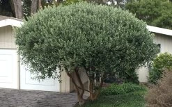 Pineapple Guava - Feijoa Sellowiana - 3 Gallon Pot -Garden & Outdoor Sale Shop Pineapple Guava Tree 22