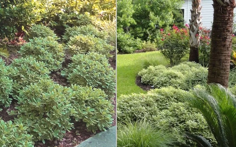 Mojo Dwarf Variegated Pittosporum - 2 Gallon Pot 7 Mojo Dwarf Variegated Pittosporum - 2 Gallon Pot - Image 5