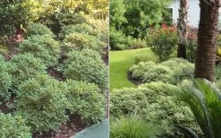 Mojo Dwarf Variegated Pittosporum - 1 Gallon Pot -Garden & Outdoor Sale Shop Pittosporum Mojo 6