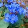 Hardy Blue Plumbago (Ceratostigma Plumbaginoides) - 5 Pack Of Pint Pots -Garden & Outdoor Sale Shop Plumbago Hardy Blue 20