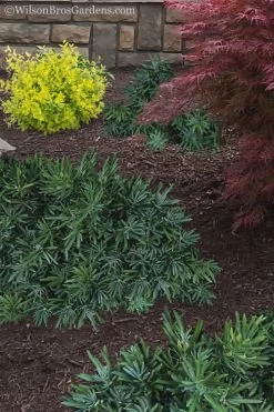 Pringles Dwarf Podocarpus Yew - 6 Pack Of 1 Gallon Pots 11 Pringles Dwarf Podocarpus Yew - 6 Pack Of 1 Gallon Pots -Garden & Outdoor Sale Shop Podocarpus Pringles 15