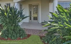 Pringles Dwarf Podocarpus Yew - 6 Pack Of 1 Gallon Pots 12 Pringles Dwarf Podocarpus Yew - 6 Pack Of 1 Gallon Pots -Garden & Outdoor Sale Shop Podocarpus Pringles 21