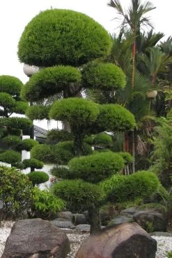 Podocarpus Macrophyllus Upright Yew - 3 Gallon Pot -Garden & Outdoor Sale Shop Podocarpus Upright Yew 10