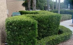 Podocarpus Macrophyllus Upright Yew - 3 Gallon Pot -Garden & Outdoor Sale Shop Podocarpus Upright Yew 11