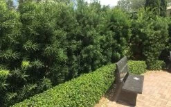 Podocarpus Macrophyllus Upright Yew - 3 Gallon Pot -Garden & Outdoor Sale Shop Podocarpus Upright Yew 12