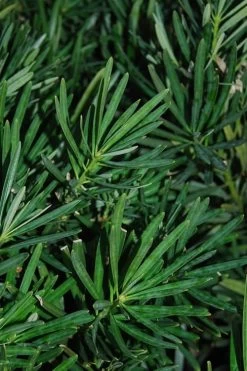 Podocarpus Macrophyllus Upright Yew - 3 Gallon Pot -Garden & Outdoor Sale Shop Podocarpus Upright Yew 13