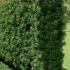 Podocarpus Macrophyllus Upright Yew - 3 Gallon Pot