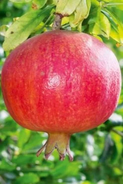 Russian 26 Cold Hardy Pomegranate - 6 Pack Of 1 Gallon Pots -Garden & Outdoor Sale Shop Pomegranate Russian 26 10