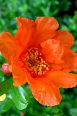 Russian 26 Cold Hardy Pomegranate - 3 Gallon Pot -Garden & Outdoor Sale Shop Pomegranate Russian 26 11 1