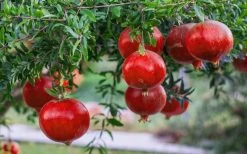 Russian Cold Hardy Pomegranate - 3 Gallon Pot 13 Russian Cold Hardy Pomegranate - 3 Gallon Pot -Garden & Outdoor Sale Shop Pomegranate Russian 26 12 2