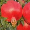 Russian 26 Cold Hardy Pomegranate - 3 Gallon Pot -Garden & Outdoor Sale Shop Pomegranate Russian 26 Rev 500x750 3