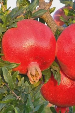 Salavatski Cold Hardy Russian Pomegranate - 1 Gallon Pot -Garden & Outdoor Sale Shop Pomegranate Russian 26 Rev 500x750 4