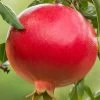 Salavatski Cold Hardy Russian Pomegranate - 1 Gallon Pot -Garden & Outdoor Sale Shop Pomegranate Salavatski 1 1