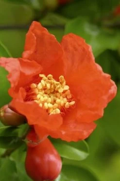 Salavatski Cold Hardy Russian Pomegranate - 3 Gallon Pot -Garden & Outdoor Sale Shop Pomegranate Salavatski 3