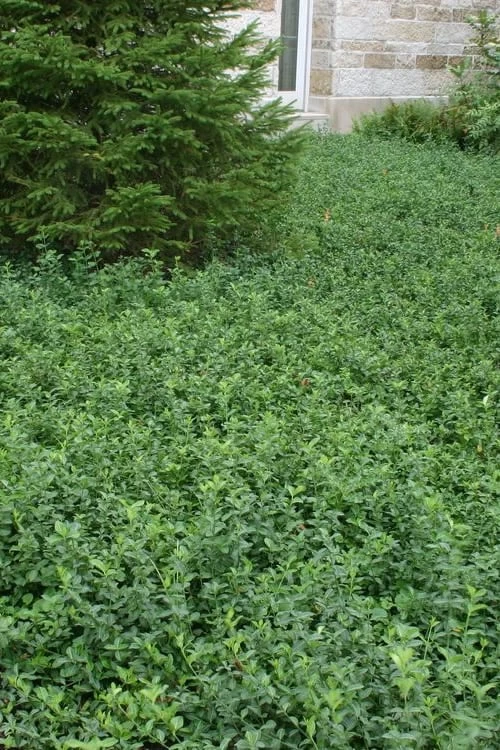 Purple Wintercreeper (Euonymus Fortunei 'Coloratus') - 72 Pack Of Pint Pots 6 Purple Wintercreeper (Euonymus Fortunei 'Coloratus') - 72 Pack Of Pint Pots - Image 4