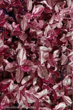 Purple Wintercreeper (Euonymus Fortunei 'Coloratus') - 72 Pack Of Pint Pots 15 Purple Wintercreeper (Euonymus Fortunei 'Coloratus') - 72 Pack Of Pint Pots -Garden & Outdoor Sale Shop Purple Wintercreeper 7 1