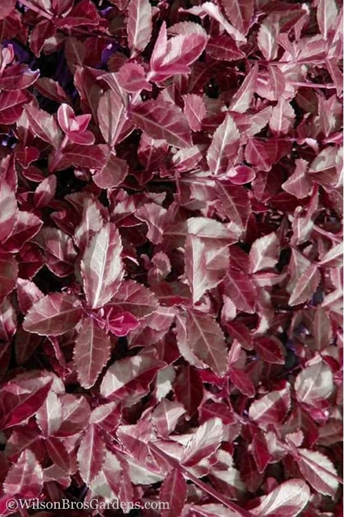 Purple Wintercreeper (Euonymus Fortunei 'Coloratus') - 72 Pack Of Pint Pots 9 Purple Wintercreeper (Euonymus Fortunei 'Coloratus') - 72 Pack Of Pint Pots - Image 7
