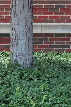 Purple Wintercreeper (Euonymus Fortunei 'Coloratus') - 6 Pack Of Pint Pots -Garden & Outdoor Sale Shop Purple Wintercreeper 8