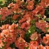 Cameo Flowering Quince - 2 Gallon Pot -Garden & Outdoor Sale Shop Quince Cameo 9