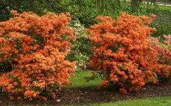 Gibraltar Azalea (Rhododendron) - 3 Gallon Pot -Garden & Outdoor Sale Shop Rhododendron Gibraltar 1